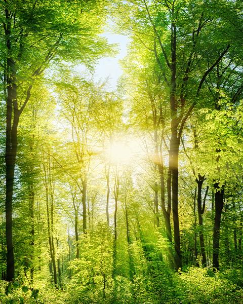 Header Nachhaltigkeit Umwelt Header Nachhaltigkeit Umwelt